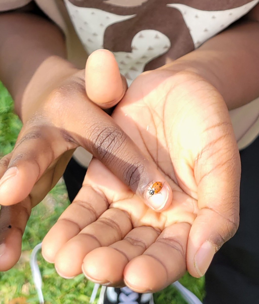 PackerRTGG (@packerrtgg) on Twitter photo Magical moments with <a href="/RobisonES/">Robison ES</a> today! Second graders have made friends with our favorite beneficial garden insect, the ladybug.<a href="/RobisonElemPTO/">Robison Elem PTO</a> <a href="/readygrowgarden/">Ready to Grow Garden</a> Magical moments with <a href="/RobisonES/">Robison ES</a> today! Second graders have made friends with our favorite beneficial garden insect, the ladybug.<a href="/RobisonElemPTO/">Robison Elem PTO</a> <a href="/readygrowgarden/">Ready to Grow Garden</a>