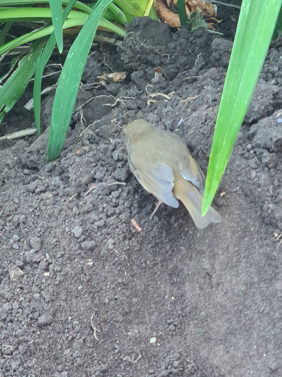 markabanks's tweet photo. The Robin is helping me with the garden. Collecting food and taking the food to the nest inside my shed. https://t.co/JpgLPsFFN1