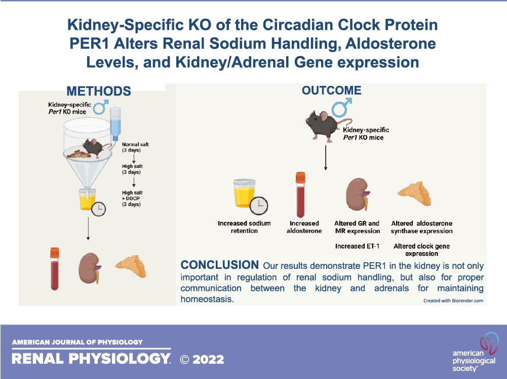 AJPRenal's tweet photo. #RapidReport- "Kidney-specific KO of the #circadian clock protein PER1 alters renal Na+ handling, aldosterone levels, and kidney/adrenal gene expression"
By: Lauren G. Douma, et al.
https://t.co/79unud9Xkn
#AJPRenal #AprilTOC #Salt @MLGumz @UFMedicine @DoumaPhD @hannahmcostello https://t.co/vThQ4wwFr7