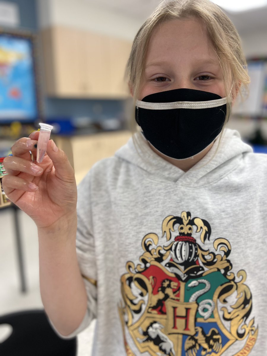MrsVecchio's tweet photo. Celebrating DNA Day by extracting &amp; visualizing the DNA of a strawberry. Thanks #Genomics4All for sparking wonder &amp; curiousity with this fun hands-on #science activity @hillsideTwolves @PeelSchools @illumina #DNADay #DNADay2022 🧬 #Genetics https://t.co/NKod9FXLfY