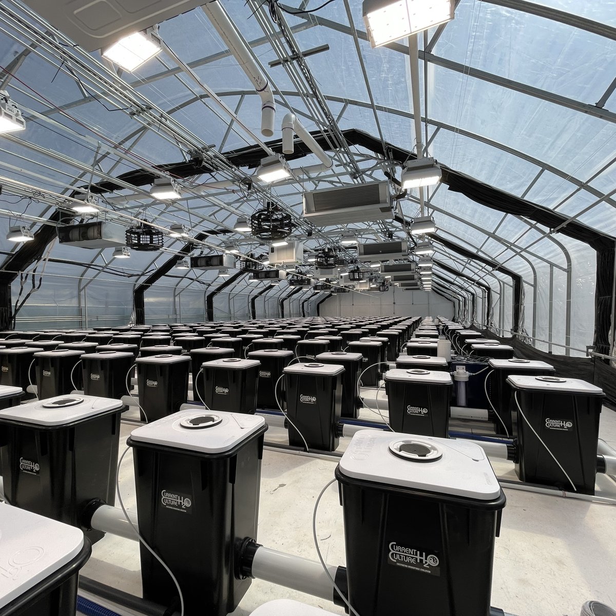 currentculture's tweet photo. Efficient scalable sun grown indoor production; this Under Current RDWC hydroponic system is right at home in a sealed climate controlled light dep greenhouse. 

@revelcultivars 

#hydroponics #sungrownindoor #lightdep #blackoutsystem #cea #rdwc #cch2o #currentcultureh2o https://t.co/JNWrghv8bK