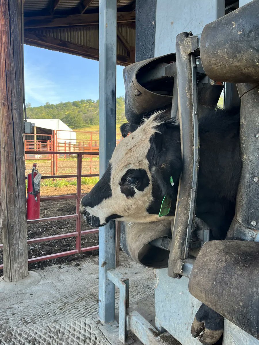 Sierra Foothill Research and Extension Center tweet media