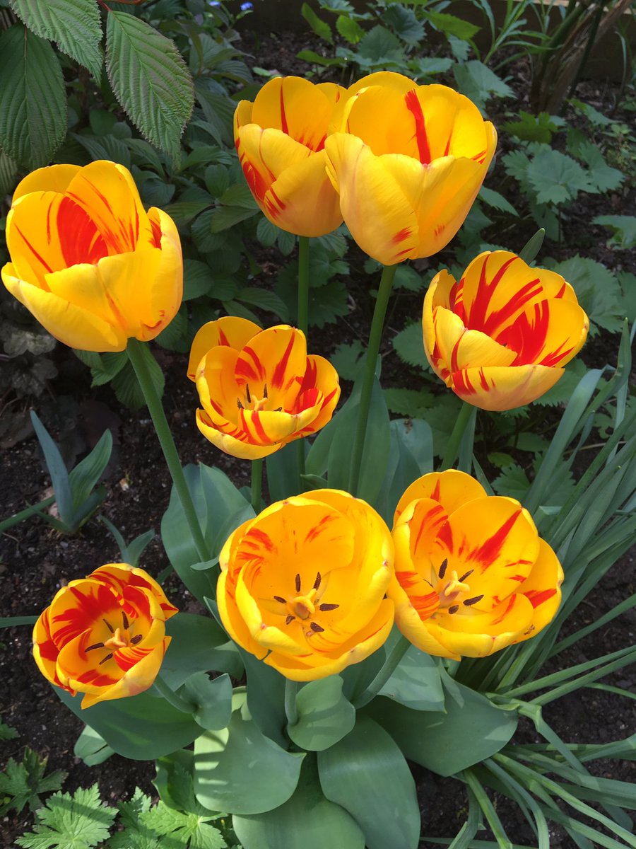 The best tulips I’ve seen this Spring 😊🌷
