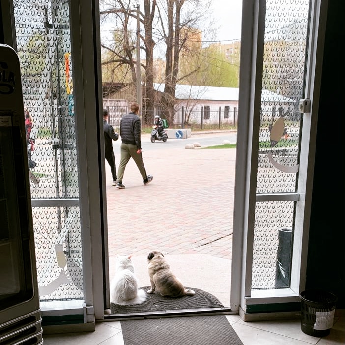 sashallorente's tweet photo. Mitya y Kisa, vuelven a pasear por las calles de #Kiev. Espero que esta simpática pareja retorne a la normalidad.#SlavaUkraini https://t.co/hYHNuGrWZE