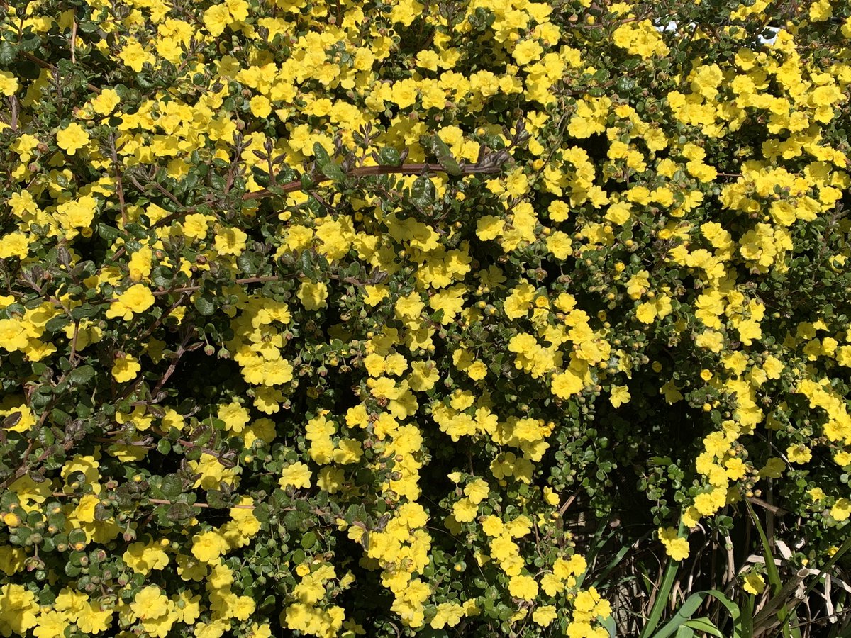 Hibbertia aspera rough guinea flower #ozplants in full bloom and shining in the sun. Does very well in Hastings, almost too well <a href="/GondwanaPlants/">AusPlantSoc</a>