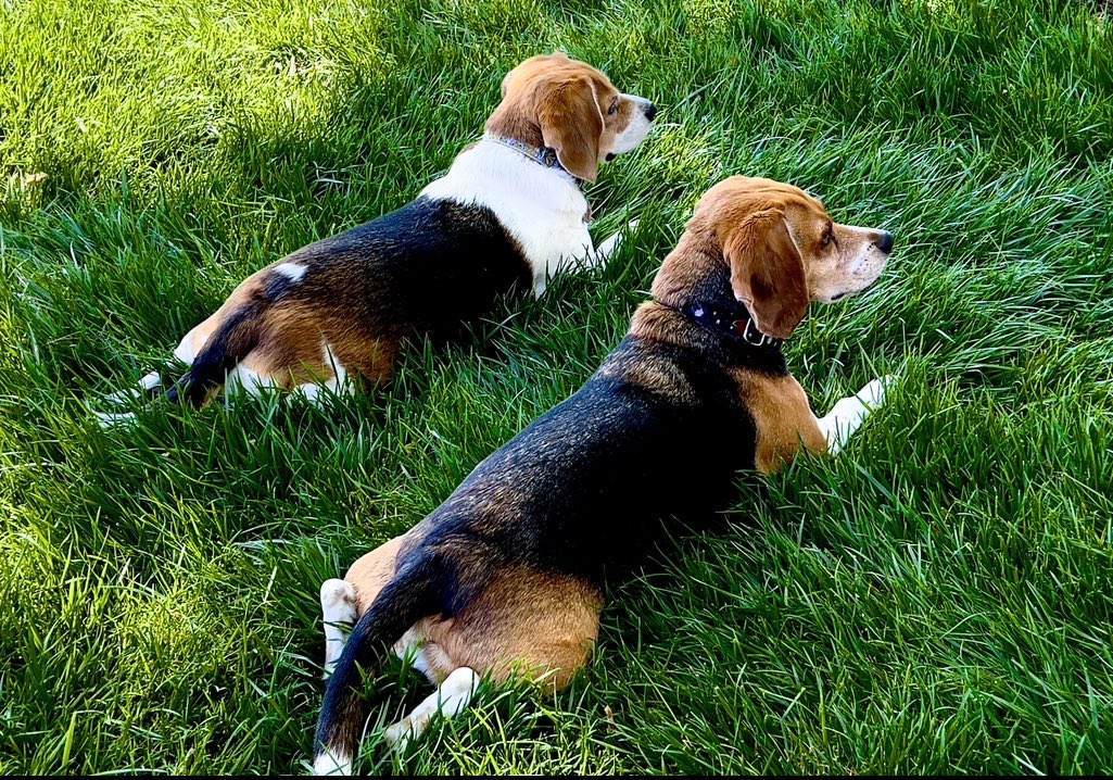 acmishra's tweet image. My two favorite astro loving beagles were observing planets with me earlier this morning and are now on squirrel patrol – their day job between treats, meals, naps and various mischief they get into. Life is great with beagles!  #Beagles