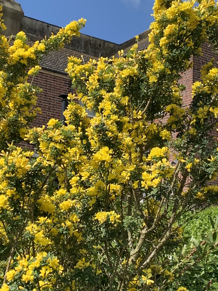 This one shines in the sun too Goodia lotifolia, golden-tip or clover tree #ozplants Took a while to get going but now it has flowers most times of the year though not always as many as this <a href="/GondwanaPlants/">AusPlantSoc</a>