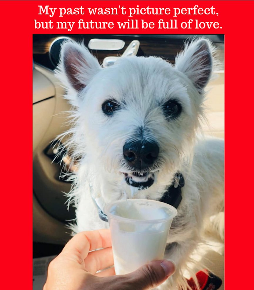 Photo: New Destiny Dog Rescue of Bedford County, TN
Once a stray with severe allergies, "Tully" now lives a great life full of adventures in So. Carolina.