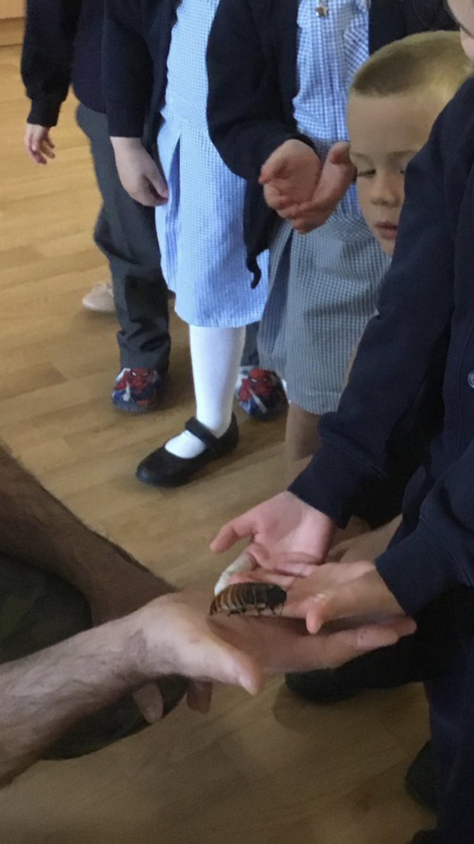 Pulb_school's tweet photo. What an amazing experience .. African land snails, stick insects, tarantulas, scorpion .. to name a few … rich vocabulary, awe and wonder, senses stimulated and such fun. #bugfest #superstarter #richvocabulary https://t.co/917KWfVRqq