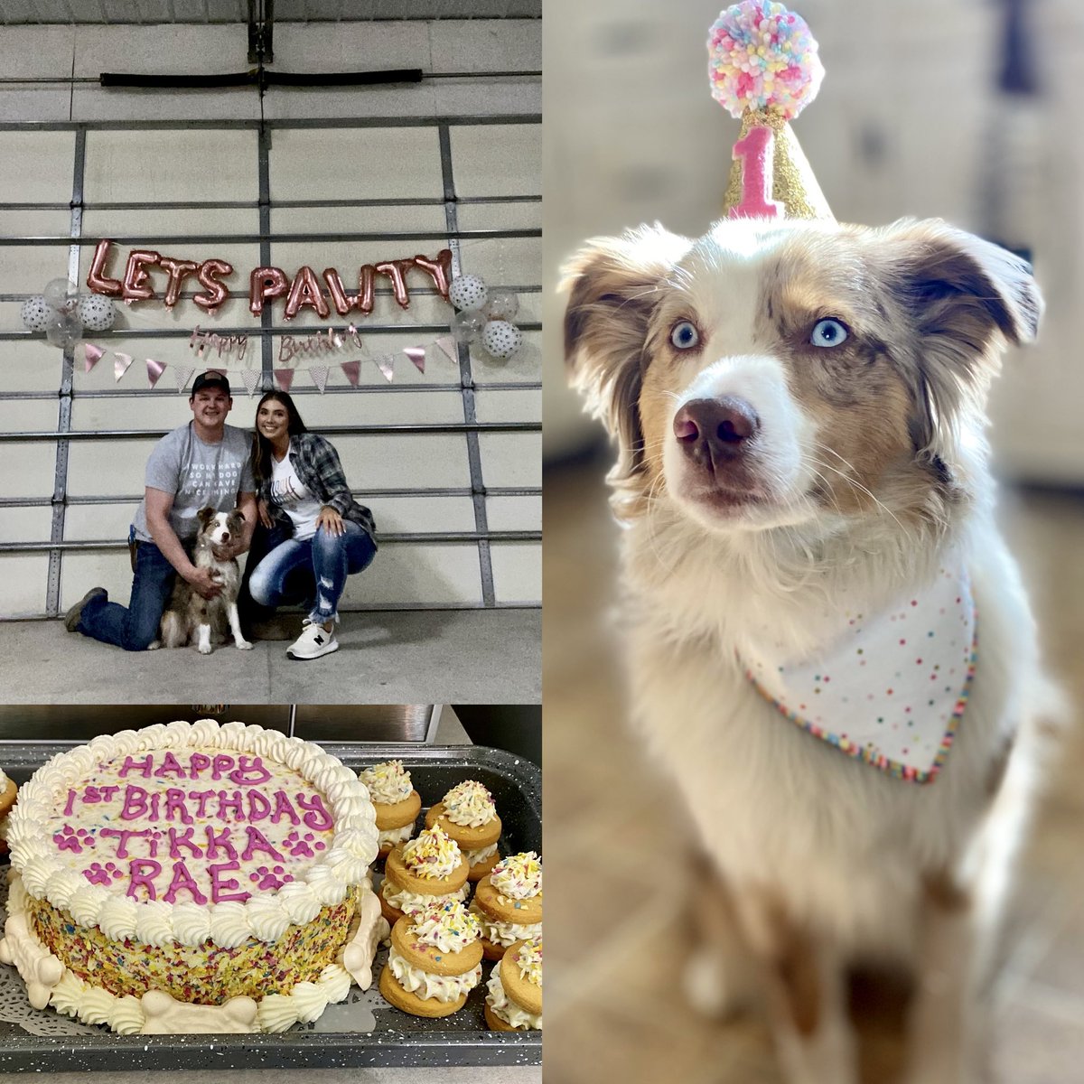 MrsHahn610's tweet photo. Happy 1st birthday to our spoiled wiggle butt; Tikka Rae! You are so so loved sweet girl! ❤️🐶 https://t.co/SEYH8WeV8E