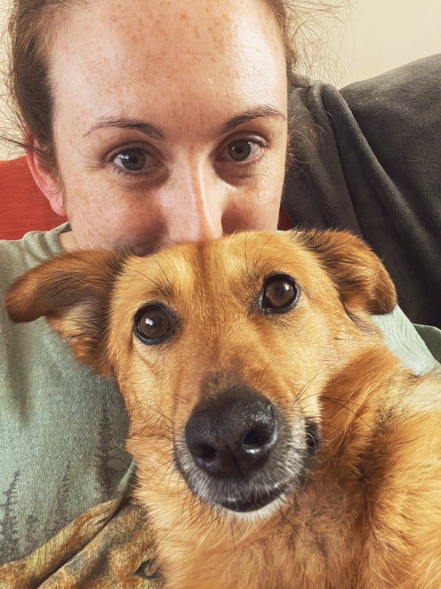 MicahAndFreya's tweet photo. Sitting on pawrent for cuddles and fusses is very impawtent part of the daily routine π #dogsoftwitter #twitterdogcommunity #Cuddles #fusses #mondaythoughts https://t.co/DKqiD93iAg