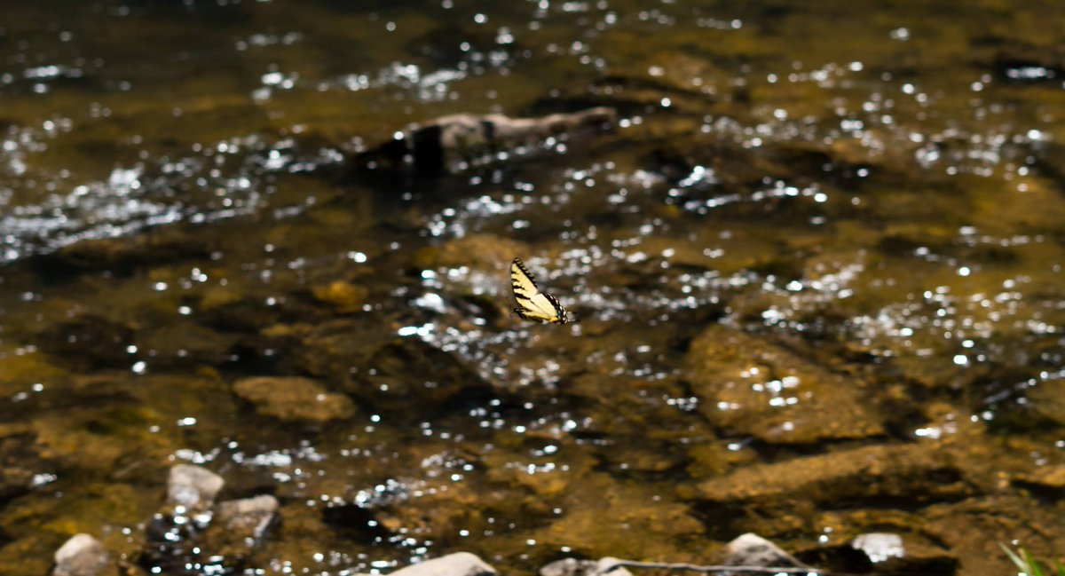 pat_roell's tweet photo. Love a good nature day. Fishing and photography 👌🏼 https://t.co/bUEiV4Sogp