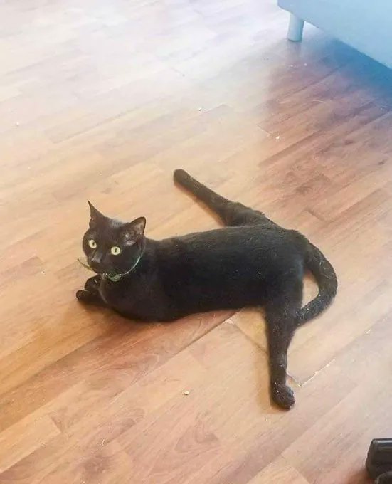 TranslatedCats's tweet photo. I'll do it. https://t.co/oDg1EBoL0w