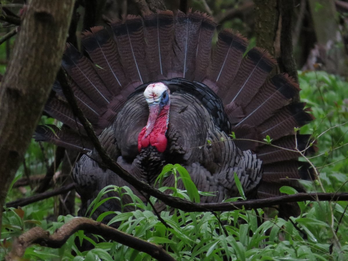 FishWildlifeON's tweet photo. Today’s the day 🦃! Spring wild turkey season opens in many areas of Ontario.
Check out the regulations for info on mandatory hunter reporting, safety tips and more: https://t.co/OI5NJARDY9
#TurkeyHunt #HuntOntario #HuntSafeON https://t.co/UsmkpCViiy