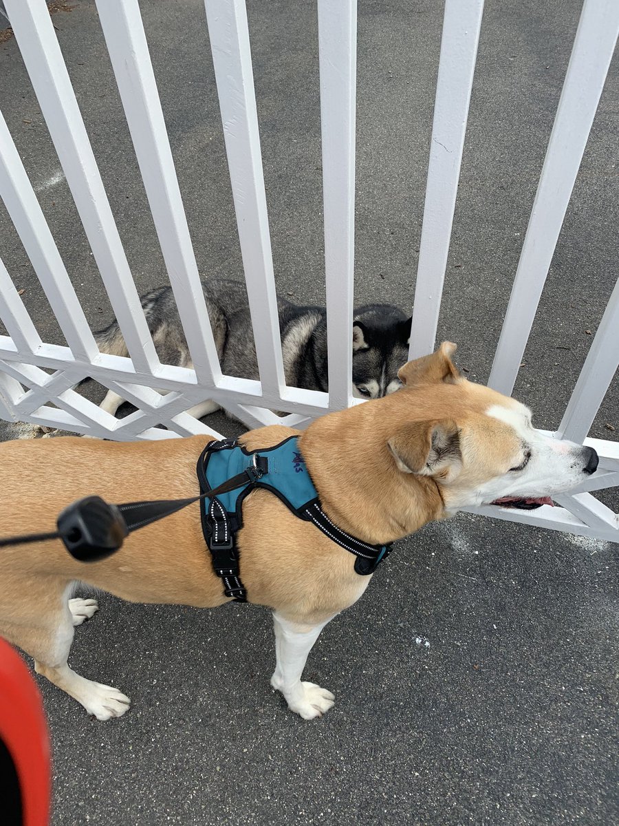 “I love checking to see if my #Husky #friend Zhouchi is outside, he always waits by his gate usually doing a snoozer!” #dogs #dogsoftwitter #Walktime #MakingTheRounds #winwin #IHopeHesOutsideToday