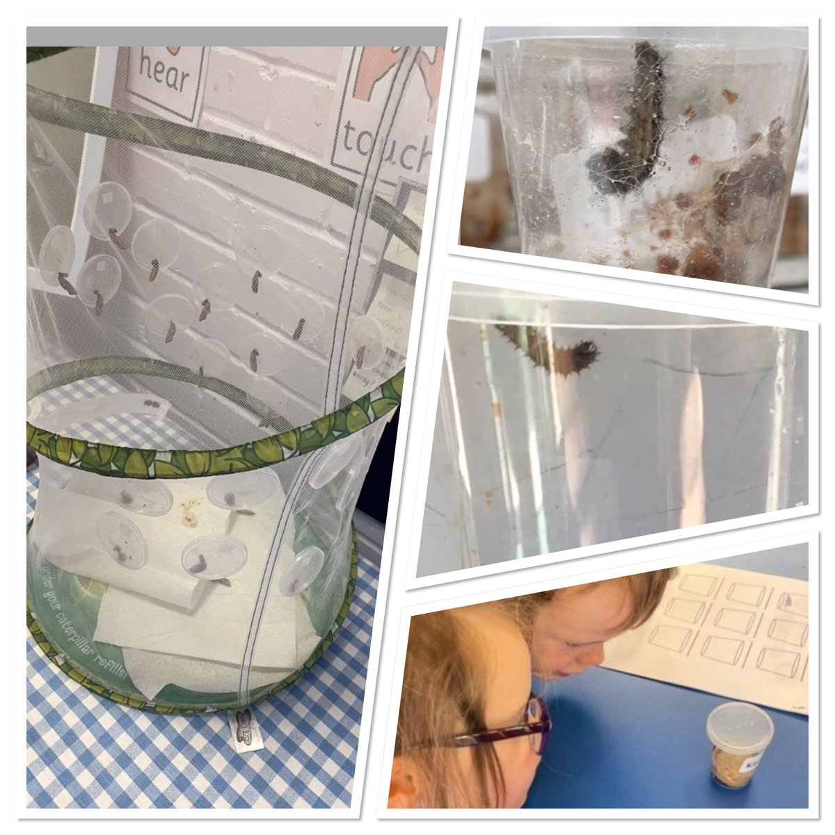 stburns5's tweet photo. P1B enjoyed making scientific observations of the butterfly life cycle in class and were pleased to raise 32 beautiful butterflies, which have been released into our playground! https://t.co/eNrdIvzMPl
