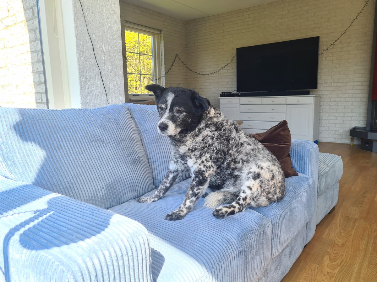 Mijn hond Pippie is verdwenen aan de Bosrand op Ameland. Als iemand haar ziet hoor ik het graag.  Zij is erg oud en doof.
/<a href="/richardtkiewiet/">richardtkiewiet</a>