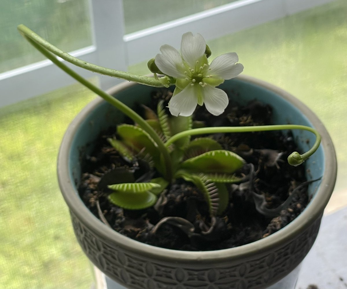 deckdawg's tweet photo. I never knew what a Venus Flytrap flower looked like before today https://t.co/N4wQtWEGOx