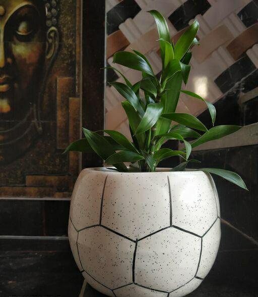 FashionForSwag's tweet photo. Ceramic Football Shaped Planter
Buy @ https://t.co/HAH8WFui4p
#fashionforswag #fashionblogger #planters #designerplanters #homedecor #footballshape https://t.co/HIjWkE8aUA