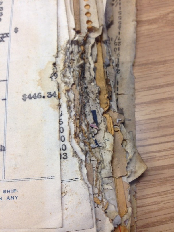 #PreservationWeek Quiz day 2: Test your knowledge of archives pests!

What common house pest can cause severe damage to collections, chewing through chunks of paper as seen in the photo below?  They tend to use the debris they munch on to create nests. 

Answer this afternoon!