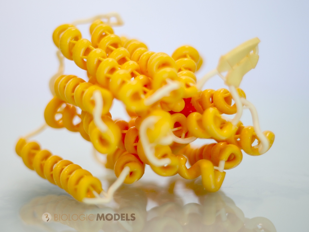BiologicModels's tweet photo. Scientific models of proteins transform the invisible beauty of the molecular universe into tactile learning experiences. Submit a #3DPrint request and transform your favorite protein into a hand-held #BiologicModels @caseysteffen #biotech https://t.co/ImzsfHRxbs https://t.co/rCfsJqeOs9