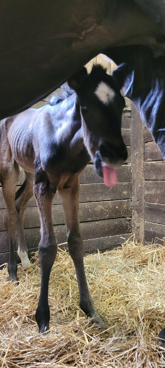 shawnf242's tweet photo. Our fourth and final foal of 2022. Here's our 1 day old Divisidero filly oo Miss Ella Bella. Hopefully the rain holds off so we can take her outside with her momma for her first time. Huge thanks to @AirdrieStud #Divisidero #ThinkAboutIt https://t.co/DwtWpJCtmV