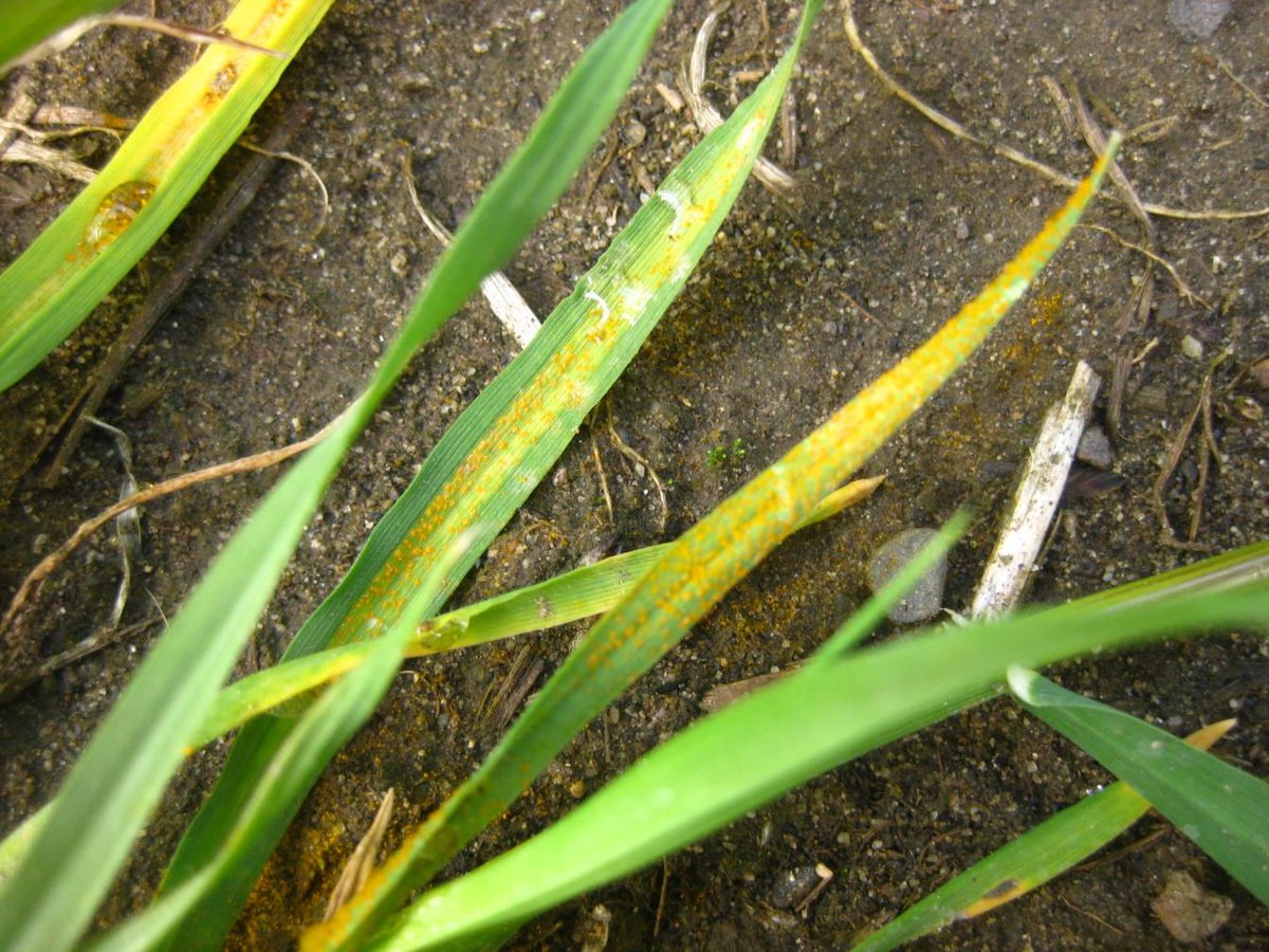 WSUSmallGrains's tweet image. Our most recent #TimelyTopic is the most recent #StripeRust update from @USDA_ARS&apos;s Dr. Chen with details by @WSUWheatDoc. Stripe rust continues to develop much later this season than is typical in previous seasons 🌾👇 #GoCougs #WSU
smallgrains.wsu.edu/late-stripe-ru…