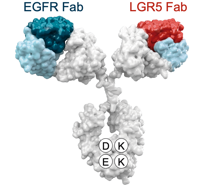 A bispecific #antibody which distinguishes #cancer cells from healthy cells, doesn't care about #KRAS mutations &amp; was developed entirely on human cancer #organoids. In 3 years from drawing board to clinic. Congrats to all collaborators. Read: rdcu.be/cL4xS