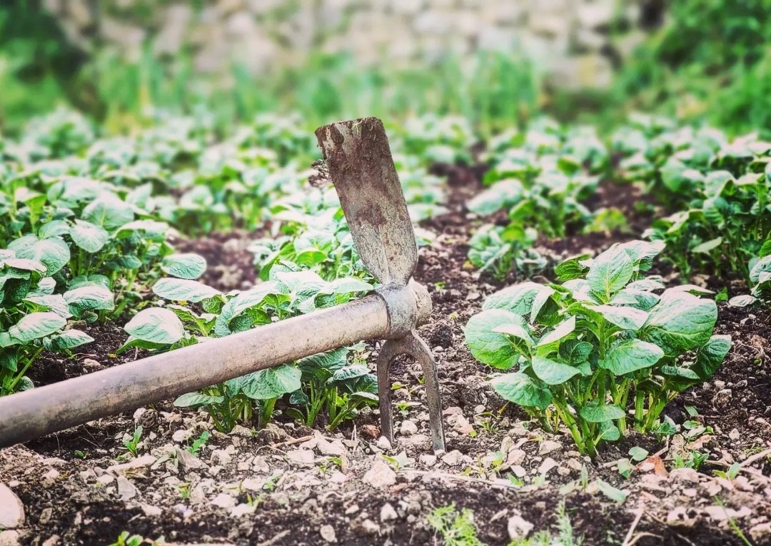 Giuseppe Jepis Rivello tweet media