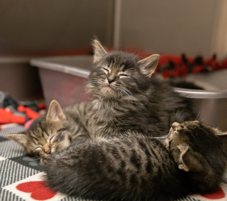 Animal_HumaneMN's tweet photo. Could these kittens be dreaming of the Walk for Animals? ๐พ Join us THIS Saturday to celebrate our love for pets and help animals in need at AHS. Every dollar raised goes directly toward creating happier, healthier lives for animals in our shelters โ and beyond. #walkforanimalsMN https://t.co/OuxsUHiFeh