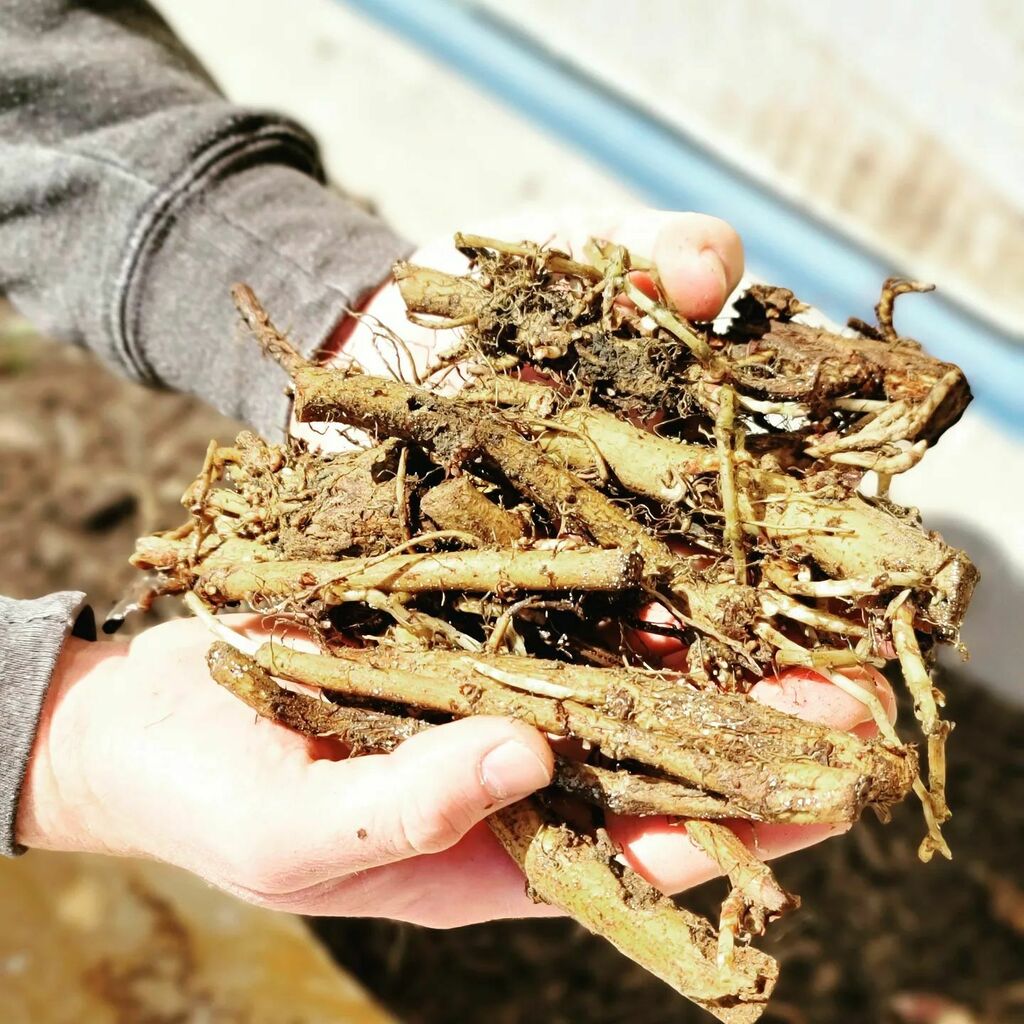 HOP RHIZOMES are now available! Want to grow your own hops for beer brewing or needing a quick growing vine to cover a fence? We have you covered. Limited availability. 

$4.99 each

Varieties
-Cascade 
-Cashmere
-Centennial 
-Chinook
-Cluster
-Columbus
-Comet
-Crystal
-Gale…