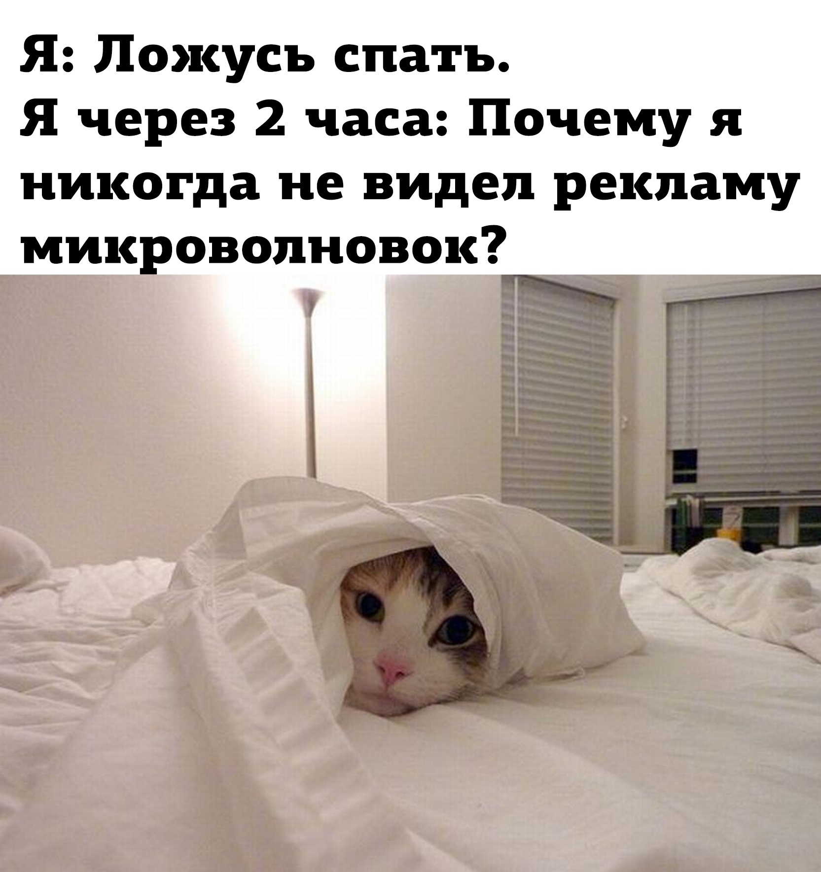 Кот в одеяле