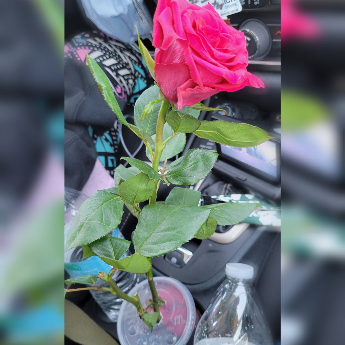 MarqeeMarie's tweet photo. In case you're wondering— we're thriving out here back to Charlotte, ghetto fabulously. Yeah, that's a McDonald's cup turned vase. Only the best for @ChrisMotionless's roses. 🌹🤘🏻🤍

#MIW #MIWBand #MotionlessInWhite
#TrinityofTerror #TrinityofTerrorTour #ToTTour #EternallyYours https://t.co/C6JgJqKIad