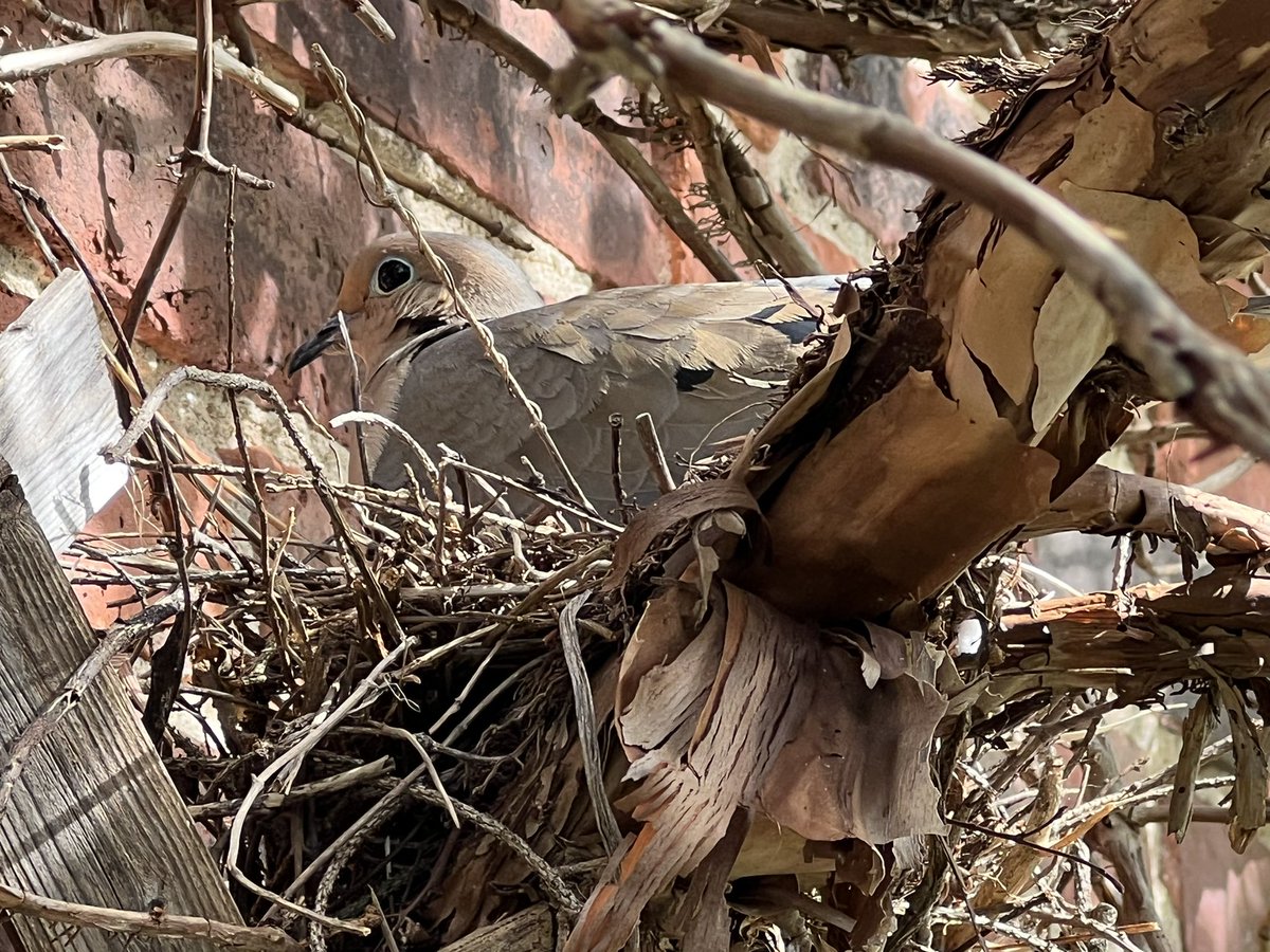 bbrendatweets's tweet image. Things are happening at my house! We are flattered that Mr. &amp;amp; Mrs. Mourning Dove are trusting us to be this close - the nest is literally a foot from our patio path, which is a well-traveled thoroughfare. It’s been cool to watch. #AprilTextureChallenge @lynnsferrazza1