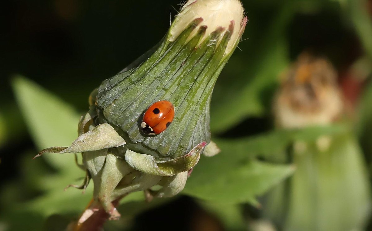 lill_dunne's tweet photo. 2 Spot from our garden today. #LadybirdAlbum2025 @Irishwildlife @BioDataCentre #FarmersWildlifeCalendar #ladybird #2spot #TwitterNatureCommnity #nature https://t.co/8ju3DcB1I6