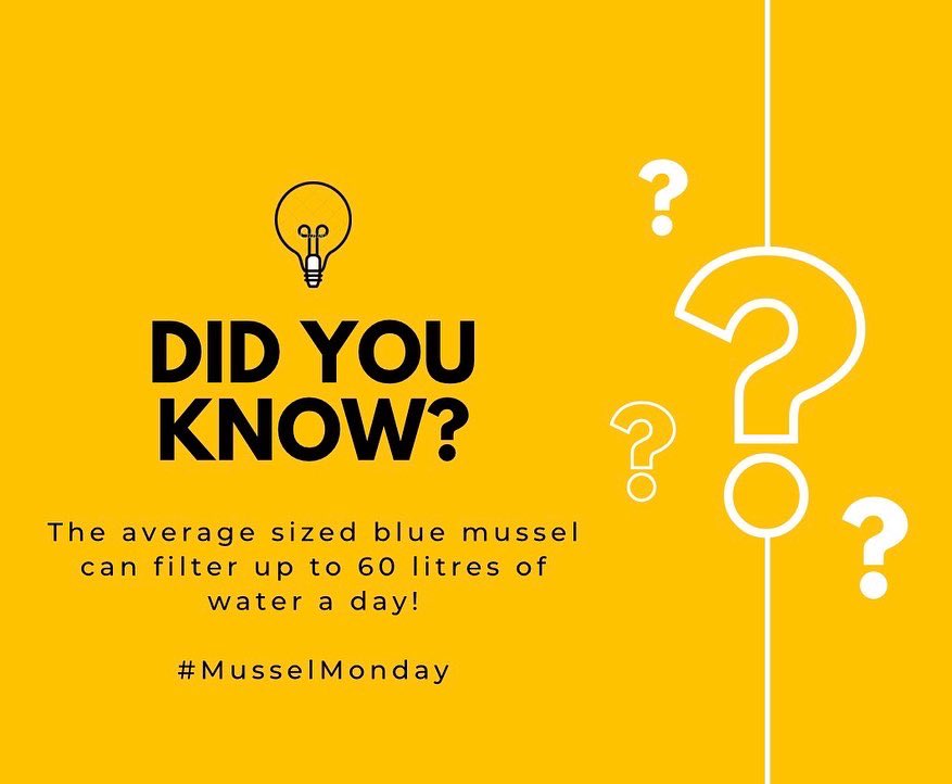 MusselMagic's tweet image. Welcome to our first #MusselMonday tune in every Monday for a new blue mussel fact!