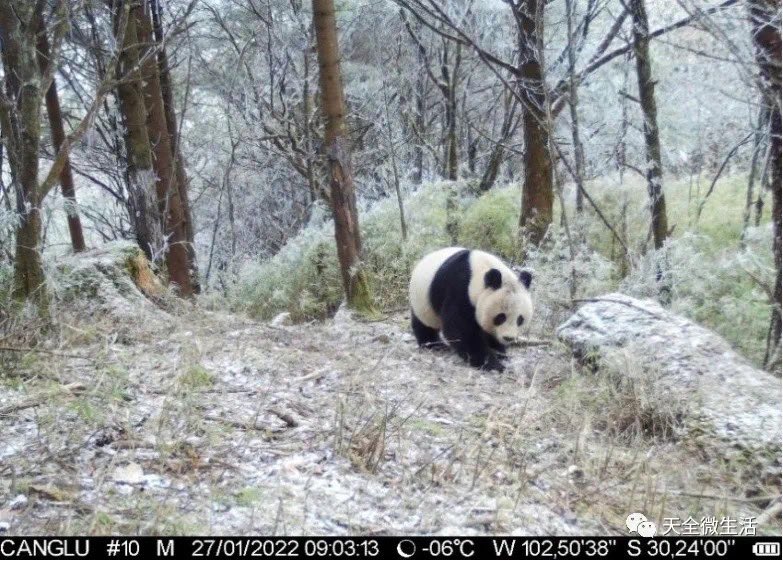 pandas_fr's tweet photo. 🐼 🐾 Un #panda sauvage a été photographié le 27 janvier dernier dans la réserve naturelle de #Labahe (comté de #Tianquan, province chinoise du #Sichuan).
https://t.co/zNJTjaVtkt https://t.co/6SnFAITEJe