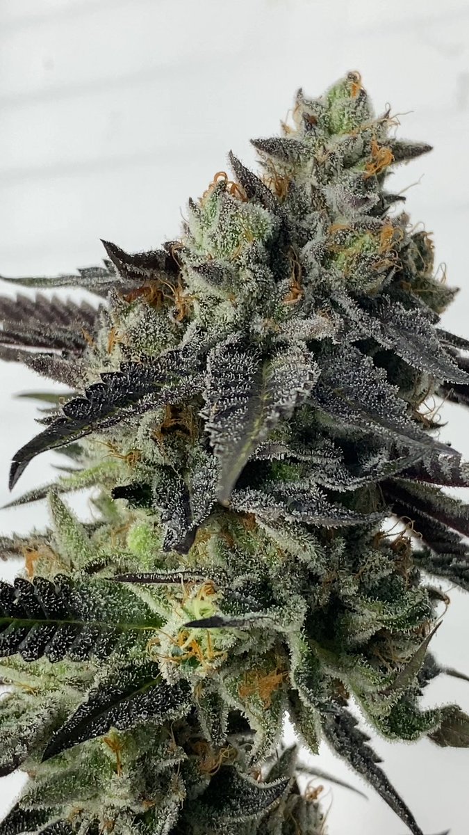 the_lemonnade's tweet photo. who got their hands on that exclusive { Yellow Roses } drop ?? 🙌🏽
#lemonnade #flavorsourthing @HouseofCultivar @fountainheadus https://t.co/saWFSNfIAQ