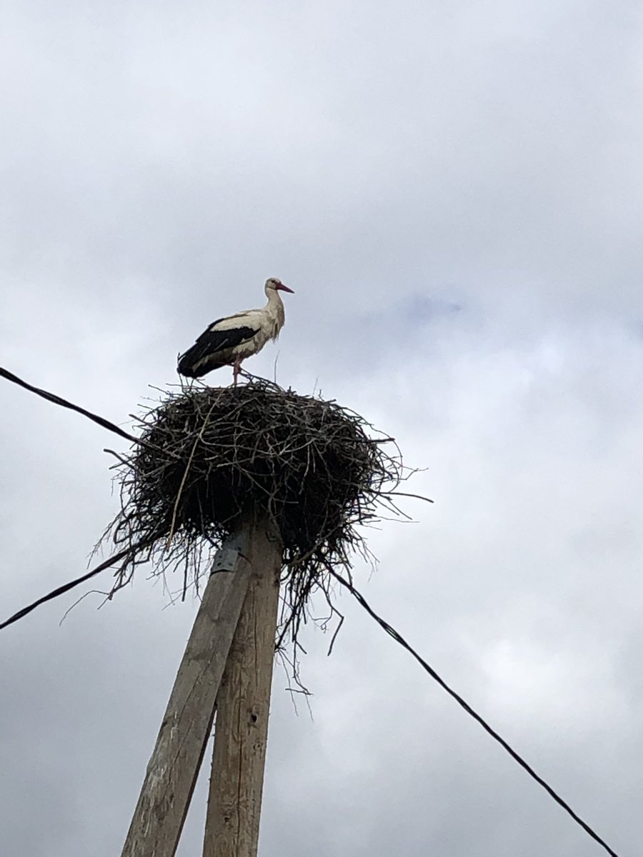 owlsofia2's tweet image. Каталась сегодня до соседнего поселка, видела двух косуль и кучу аистов