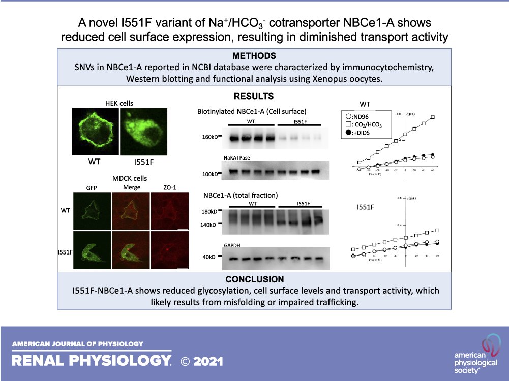 AJPRenal's tweet photo. #AprilTOC- Role of (pro)renin receptor in cyclosporin A-induced #nephropathy
BY: Jiajia Hu, et al.
👉🏽https://t.co/6tMEW49lPH
#AJPRenal @UofUInternalMed https://t.co/FrZEC2ielH