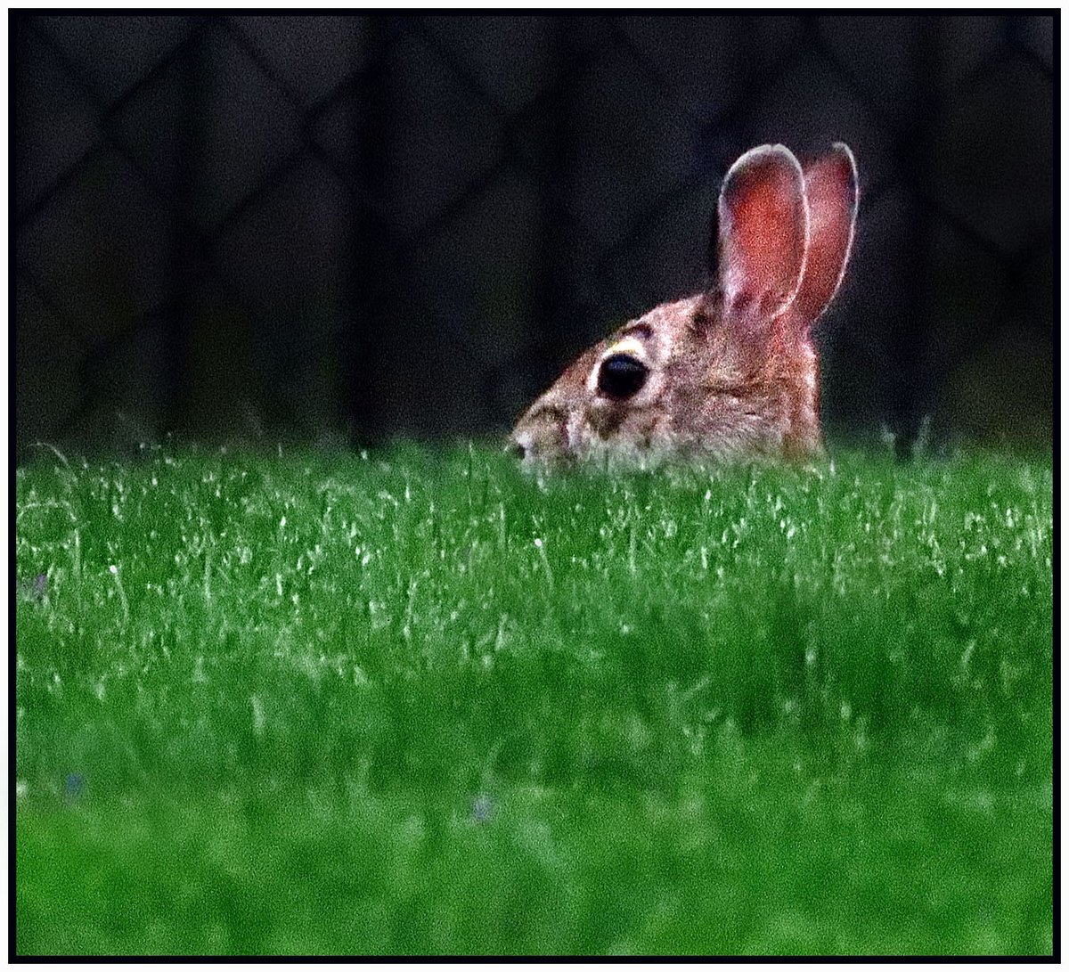 bilbowden's tweet image. Hm, maybe I should have cut the high grass today. Or maybe it just was exhausted after delivering all those eggs... @ExploreYorkPa #landscape #rabbits