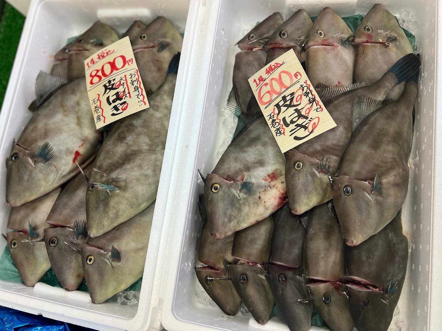 まるせん木村屋 まるせん木村屋です 本日のおすすめです 石巻産 カワハギ 1尾 中 600円 大 800円 お刺身に 原料原産地北海道 ボイル ズワイガニ 小指 1袋 0円 ビールのお供に 虎杖浜産 生時鮭 1尾 6 000円 塩焼きが美味いっ