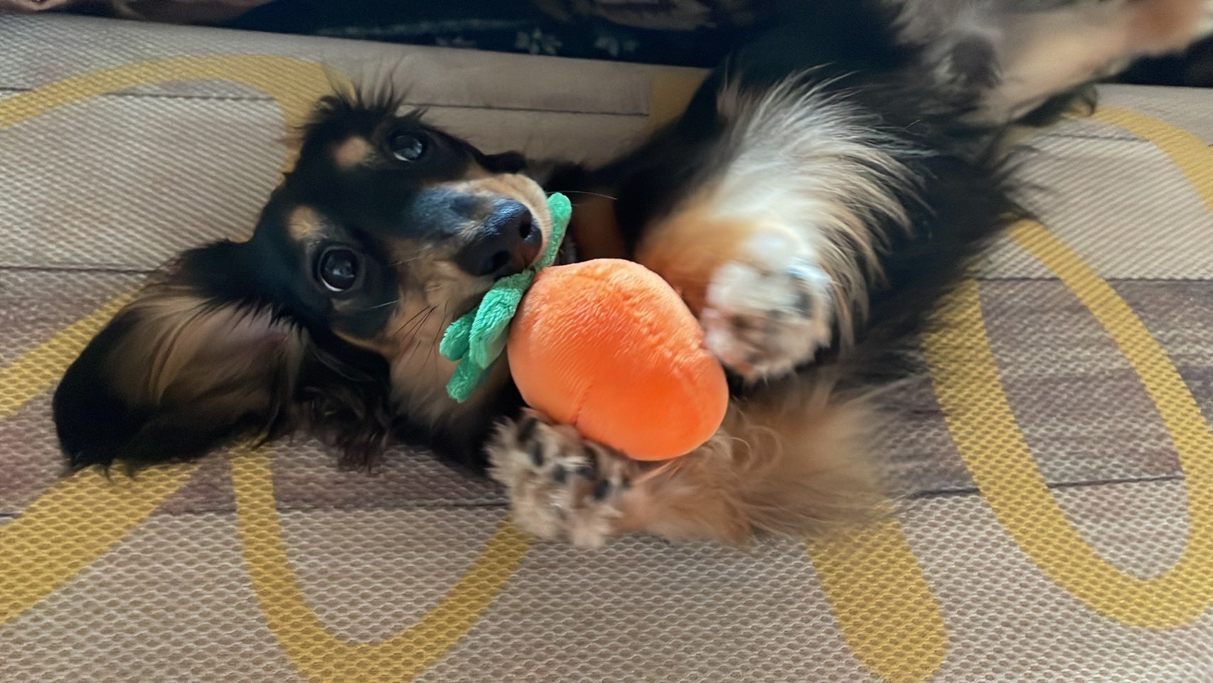 ダックスフンドの蘭丸 Twitter Search Twitter