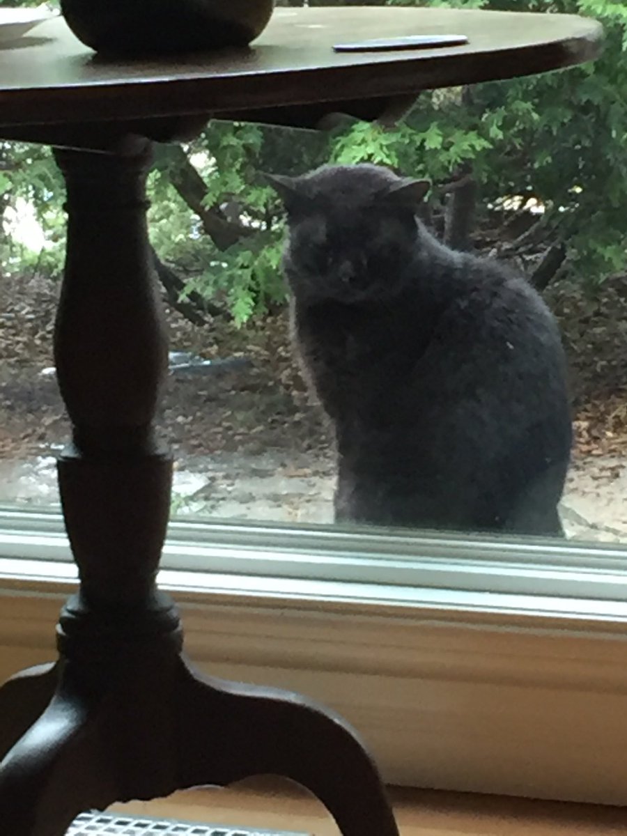 english_sheila's tweet photo. Had a bit of a bruiser visit Rupert’s window. 😬 After he exited, Rupert went to double check that he had indeed moved on. #bravekitty https://t.co/pUL0PYrNmq