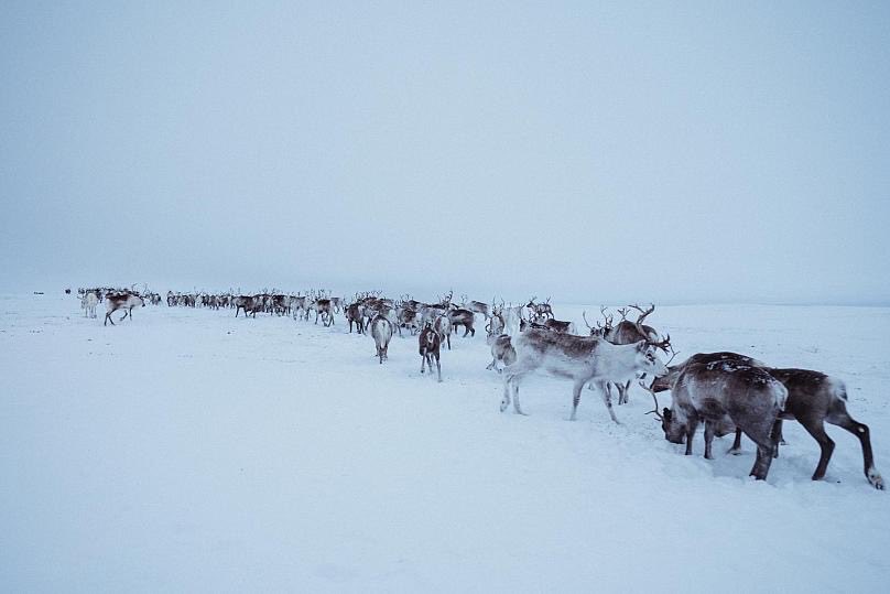 Legere's tweet image. #VeniceBiennale this year celebrates Sami culture with a Sami Pavilion! I so wish I could visit and see what these avant-garde Sami Performance Artist/environmental activists are up to! #indigenous #nativecreative #allmyrelations
