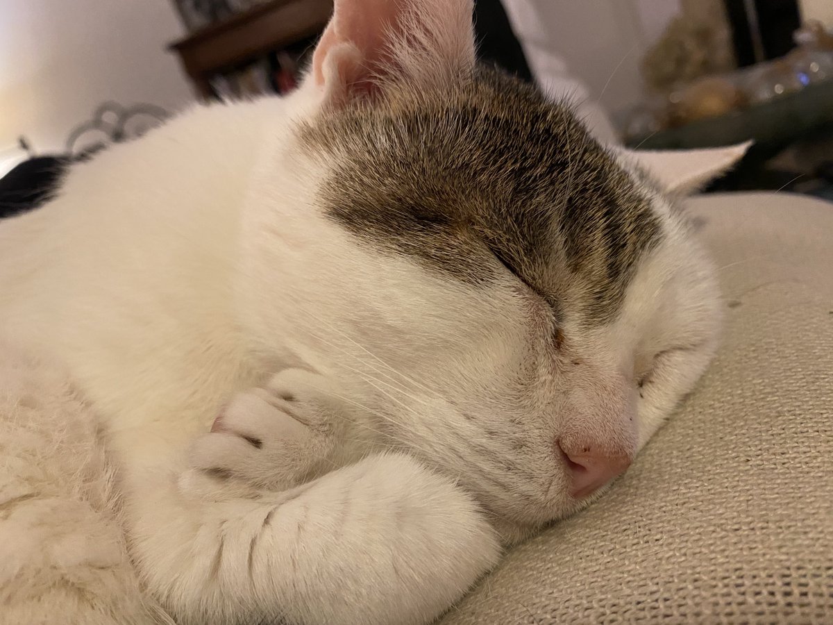 TashaAlexa1's tweet photo. I mean, just look at him π₯°π₯°π₯° #thosepaws #littlebubba #ilovehim #smeagol #myprecious #CatsOfTwitter https://t.co/cZFb2yZrxD