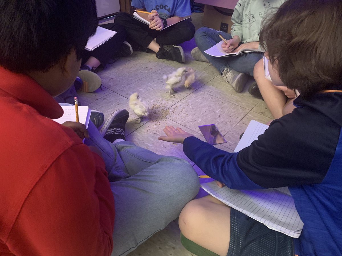 BeasleysBunch's tweet photo. The chicks are growing and so are our brains! Today these young scientists took ABC data on the chickens’ behavior. @TractorSupply #Buda @AustinISD @AustinISDsupt @AustinISD_STEM @SnowdenEducates #STEM @untbehv @ORCAUNT #BehaviorAnalysis #ChickenCamp @SeaWorld #AnimalTraining https://t.co/i44pDpYcOY