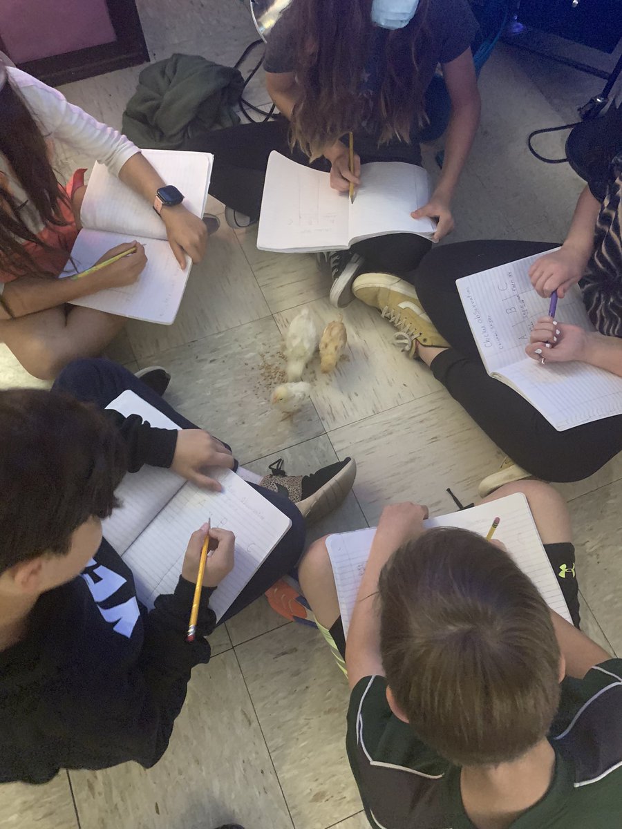 BeasleysBunch's tweet photo. The chicks are growing and so are our brains! Today these young scientists took ABC data on the chickens’ behavior. @TractorSupply #Buda @AustinISD @AustinISDsupt @AustinISD_STEM @SnowdenEducates #STEM @untbehv @ORCAUNT #BehaviorAnalysis #ChickenCamp @SeaWorld #AnimalTraining https://t.co/i44pDpYcOY