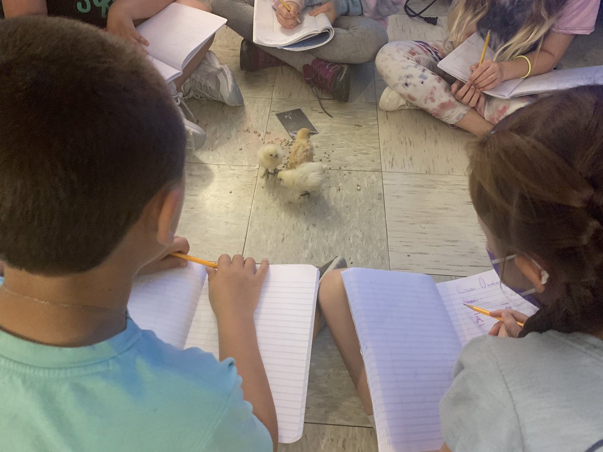 The chicks are growing and so are our brains! Today these young scientists took ABC data on the chickens’ behavior. @TractorSupply #Buda @AustinISD @AustinISDsupt @AustinISD_STEM @SnowdenEducates #STEM @untbehv @ORCAUNT #BehaviorAnalysis #ChickenCamp @SeaWorld #AnimalTraining