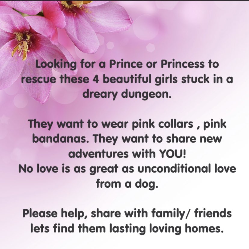 micortazonzz1's tweet photo. #California and #USA 4 wonderful dogs are looking for their special person. #Burbank #Passdena #Glendora #adoptme #dogsoftwitter #family #music #mondaythoughts #Today #RetweeetPlease #pledges welcomed. #Foster #savealife #Please https://t.co/w0M19oRuo0
